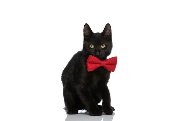在工作室里 胆小的小梅蒂斯猫 戴着红色的领带 孤零零地坐在白色的背景上 — 图库照片