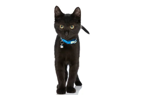 Precious Little Black Metis Cat Blue Collar Standing Isolated Studio — Stock Photo, Image