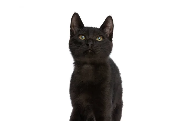 Curious Black Pussycat Sitting White Background Studio Looking — Stock Photo, Image