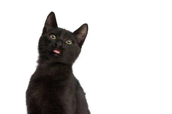 スタジオで白い背景に孤立して座っている間に熱心に小さな黒い子猫を見上げ 舌を突き出す — ストック写真