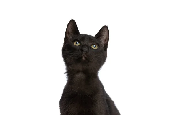 好奇心の強い黒いメティ猫がスタジオで白地に隔離され — ストック写真