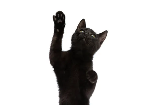 Lovely Little Metis Cat Looking Holding Paws Air While Standing — Stock Photo, Image