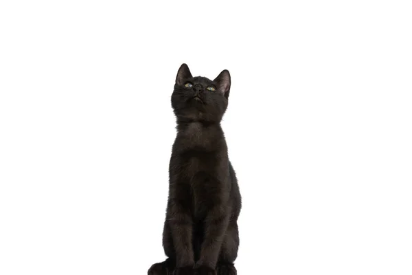 Curious Black Cat Sitting White Background Studio Looking — Stock Photo, Image