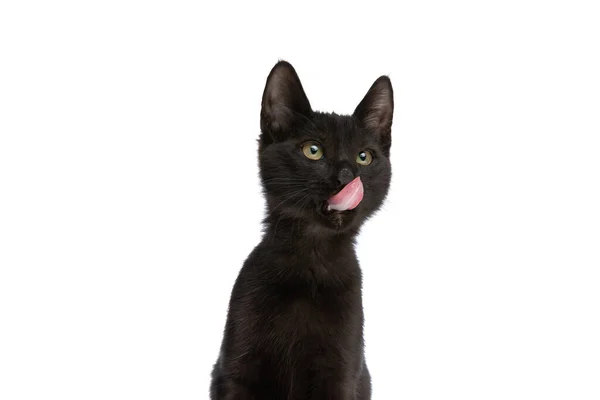 Bella Gattino Nero Guardando Modo Curioso Leccare Naso Mentre Seduto — Foto Stock