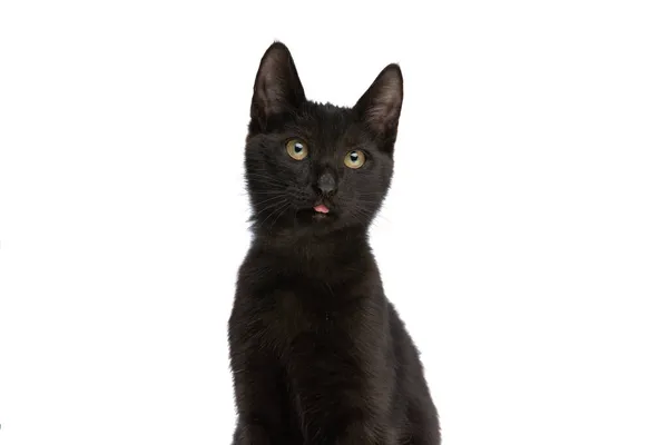 黒の小さなメティ子猫が舌を突き出し側を見上げながらスタジオで白い背景に隔離されて座って — ストック写真