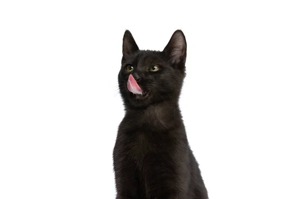 スタジオで白い背景に隔離されたままお腹を空かせ鼻を舐める美しい黒猫 — ストック写真