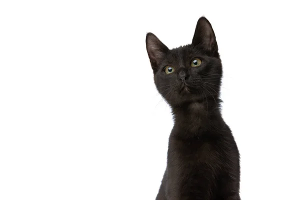 Красивая Черная Метис Кошка Сидит Изолированы Белом Фоне Глядя Вверх — стоковое фото