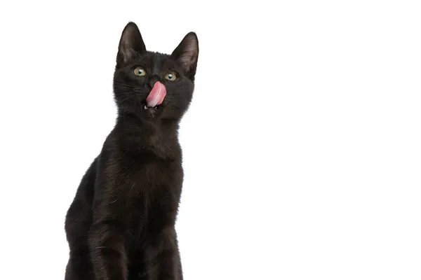 スタジオで白い背景に孤立して座っている間に貴重な黒いメティ子猫を検索し 鼻をなめる — ストック写真