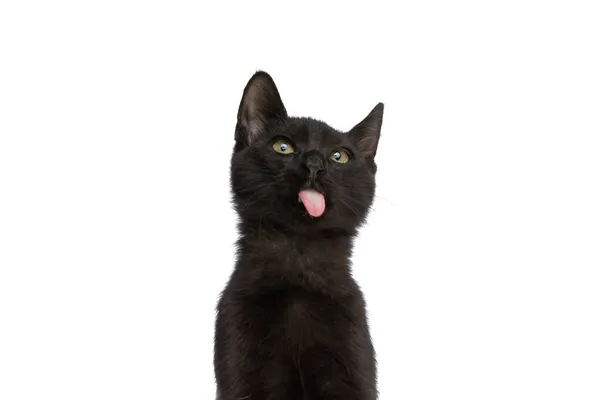 可愛いです空腹の黒猫上を見上げ 舌を突き出しながら食べ物を待っているとスタジオで白い背景に隔離されて座って — ストック写真