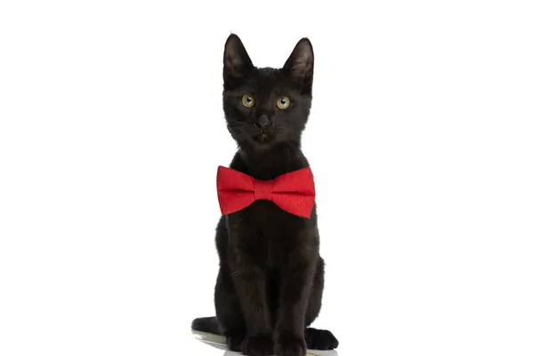 Adorable Metis Black Cat Wearing Red Bowtie Sitting Isolated White — Stock Photo, Image