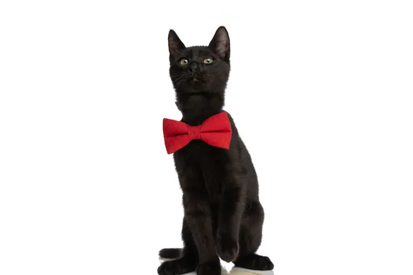 Sweet Little Black Kitty Bowtie Looking Holding Paw Air While — Stock Photo, Image