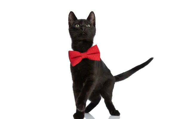 Ansioso Pequeno Gatinho Com Bowtie Vermelho Olhando Para Cima Sobre — Fotografia de Stock