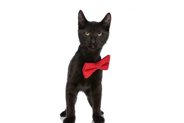 Zdenerwowany Czarny Metis Kot Muszką Patrząc Górę Zły Sposób Stojąc — Zdjęcie stockowe