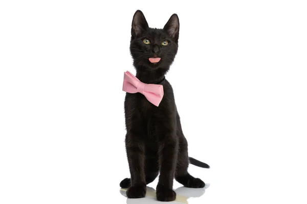 黑色优雅的猫 戴着粉色的领带 伸出舌头 仰望着工作室的白色背景 — 图库照片