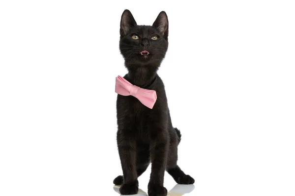 Buzgó Kis Fekete Macska Rózsaszín Csokornyakkendőt Visel Felnéz Kilóg Nyelv — Stock Fotó