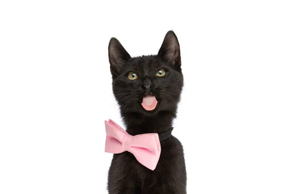 Süße Kleine Metis Pussycat Trägt Rosa Fliege Streckt Die Zunge — Stockfoto
