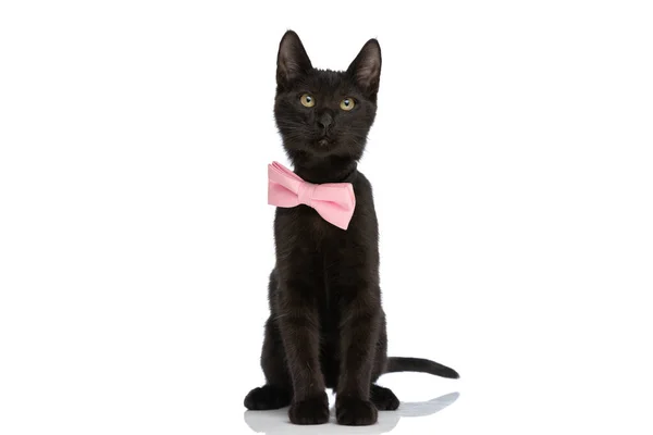 好奇心旺盛な黒子猫はピンクの蝶ネクタイを着てスタジオで白い背景に隔離されたまま見上げ — ストック写真