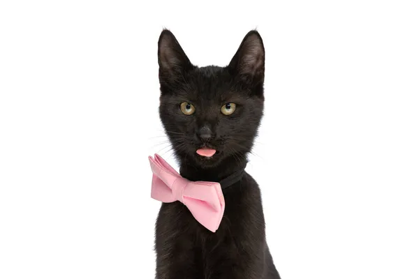 Entzückende Schwarze Metis Katze Mit Rosa Fliege Und Herausgestreckter Zunge — Stockfoto