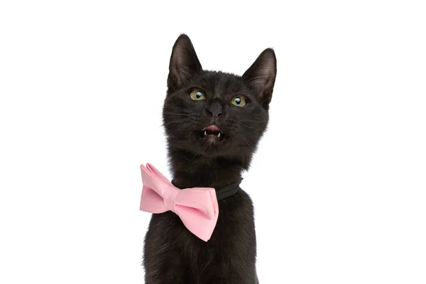 Eifrige Schwarze Katze Mit Pinkfarbener Fliege Die Die Zunge Herausstreckt — Stockfoto