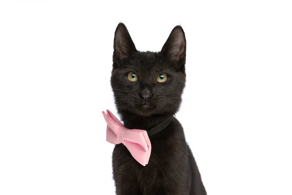 Elegante Pouco Preto Gato Vestindo Rosa Bowtie Olhando Para Cima — Fotografia de Stock