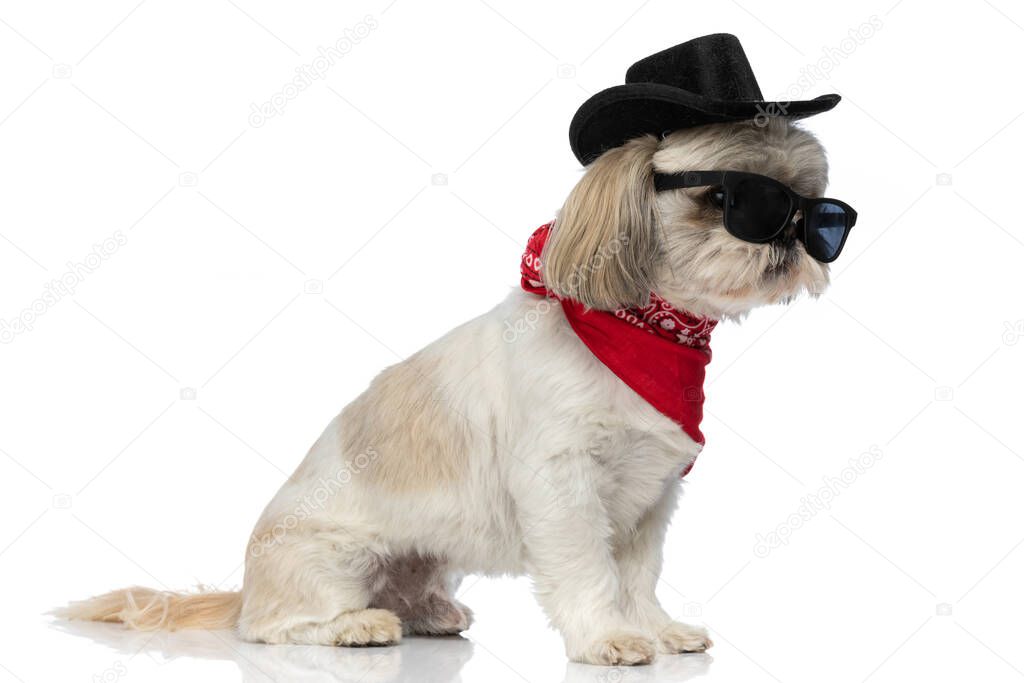 side view of a beautiful shih tzu dog wearing sunglasses, a red bandana and a black hat 