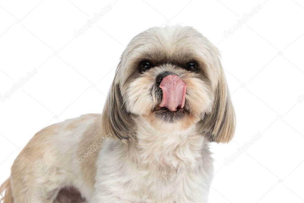 beautiful shih tzu dog licking his nose and feeling eager to eat something on white background