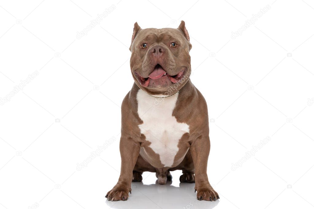 sweet american bully puppy sticking out tongue and panting while sitting isolated on white background in studio