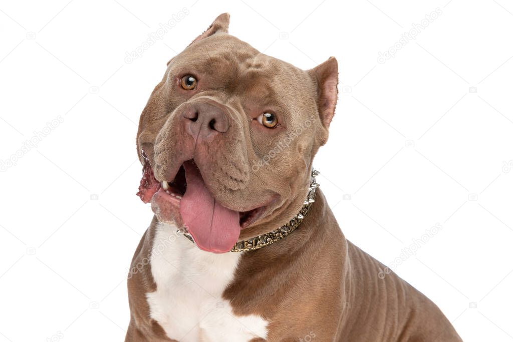 happy american bully dog with golden collar sticking out tongue and panting, sitting isolated on white background in studio