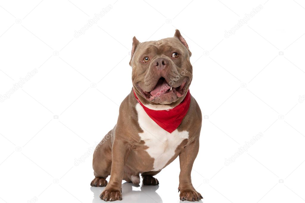 adorable american bully puppy wearing red bandana, panting and sticking out tongue, looking up and side and sitting isolated on white background in studio