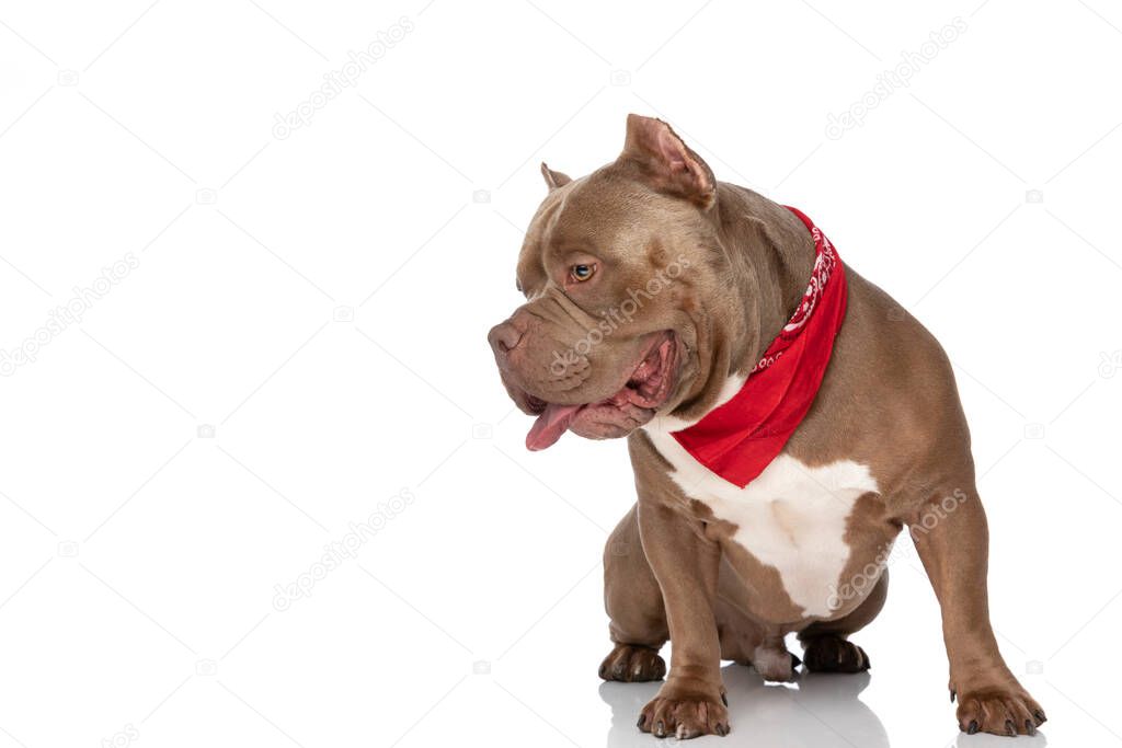 sweet american bully dog wearing red bandana, looking to side, sticking out tongue and panting while sitting isolated on white background in studio