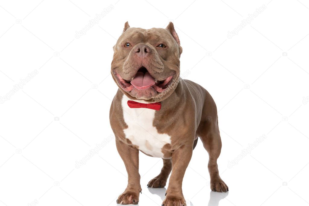 happy elegant american bully dog with bowtie looking up and panting while standing isolated on white background in studio