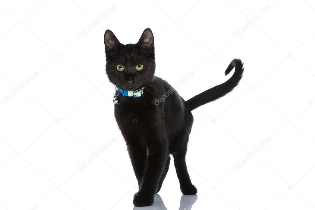 beautiful black cat with blue collar around neck walking isolated on white background in studio