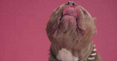 Altın yakalı, şeffaf cam yalayan, stüdyoda kırmızı arka plana bakan güzel Amerikan bulldog köpeği.