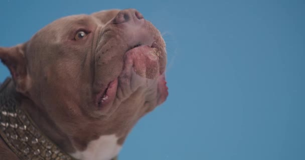 Niedliche Amerikanische Bulldogge Welpe Mit Goldenem Halsband Ragt Die Zunge — Stockvideo