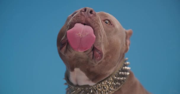 Precious American Bully Wearing Golden Collar Sticking Out Tongue Licking — Stock Video