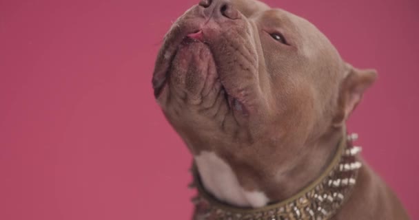 Cute Brown Bulldog Puppy Wearing Golden Collar Sticking Out Tongue — Stock Video