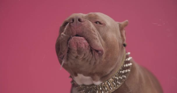 空腹アメリカのブルドッグ子犬アウト舌となめるガラスながら身に着けている黄金の襟と座っている赤の背景 — ストック動画