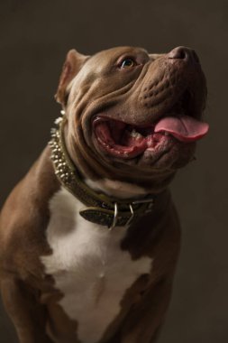 Tatlı Amerikan kabadayı köpeği yan gözle bakar, dilini dışarı çıkarır ve tasmasını takar. 