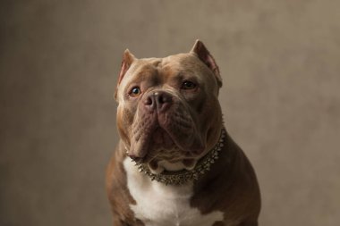 Tatlı Amerikan zorba köpeği çok ciddi bir surat yapıyor, tasma takıyor ve gri arka planda oturuyor.