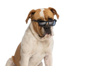 Havalı Amerikan bulldog köpeği güneş gözlüğü takıyor, başka yere bakıyor ve beyaz arka planda oturuyor.