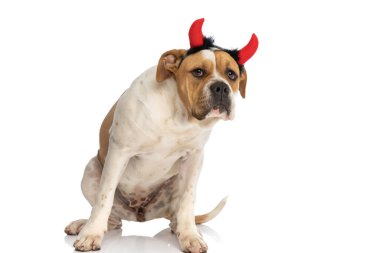 Tatlı Amerikan Bulldog 'u alçakgönüllü ve beyaz arka planda kırmızı şeytan boynuzları takıyor.