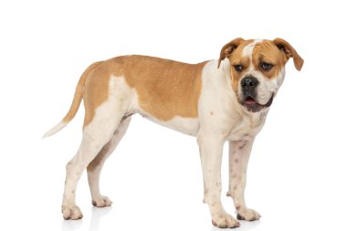 Beyaz arka planda soluk soluğa ve ayakta duran bir Amerikan Bulldog 'unun yan görüntüsü