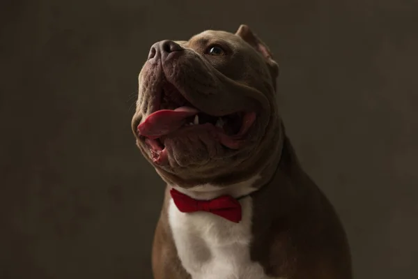 Primer Plano Perro Acosador Americano Dulce Usando Una Corbata Roja —  Fotos de Stock
