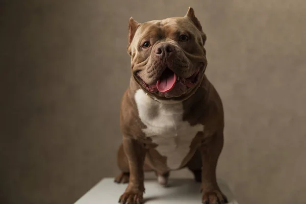 Adorable Americano Bravucón Perro Sentado Una Silla Sacando Lengua Usando — Foto de Stock