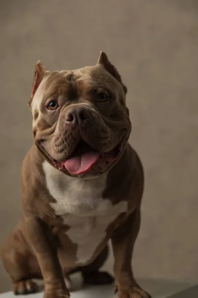Gezeten Amerikaanse Bullebak Hond Kijken Naar Camera Steken Zijn Tong — Stockfoto