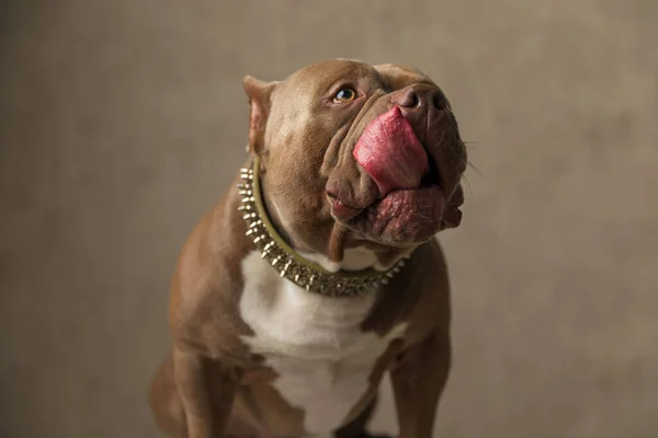 Dulce Americano Bravucón Perro Lamiendo Boca Usando Collar Sentado Gris — Foto de Stock