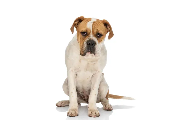 Schattig Amerikaans Bulldog Hond Kijken Naar Camera Zitten Witte Studio — Stockfoto