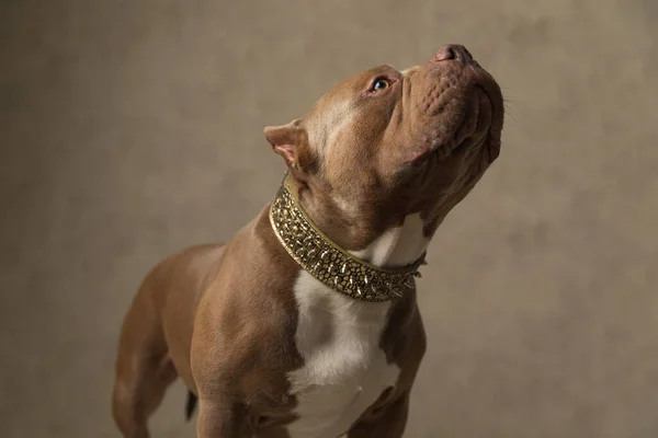 Güzel Amerikan Zorba Köpeği Yukarı Bakıyor Tasma Takıyor Gri Arka — Stok fotoğraf