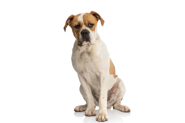 Big American Bulldog Looking Camera Sitting White Studio Background — стоковое фото