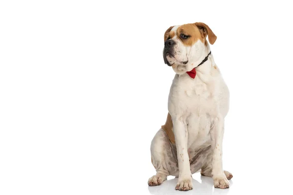 Sweet American Bulldog Dog Feeling Bored Wearing Red Bowtie Sitting — Stock Photo, Image